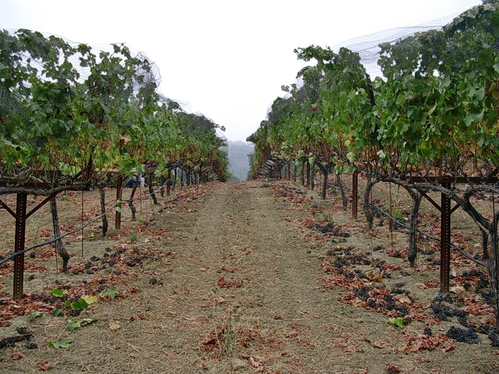 2003 Vintage — Chateau Hetsakais